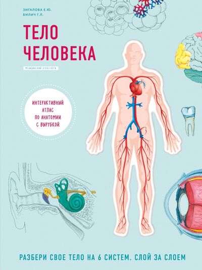 Книга: Тело человека. Интерактивный атлас по анатомии с вырубкой. Разбери свое тело на 6 систем (Билич Габриэль Лазаревич) ; Бомбора, 2020 