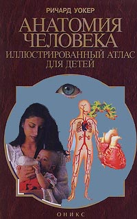 Книга: Анатомия человека. Иллюстрированный атлас для детей (Ричард Уокер) ; Оникс 21 век, 2001 
