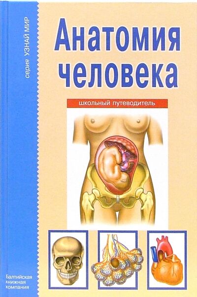 Книга: Анатомия человека (Афонькин Сергей Юрьевич) ; Балтийская книжная компания, 2020 