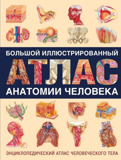 Книга: Большой иллюстрированный атлас анатомии человека; АСТ, 2006 