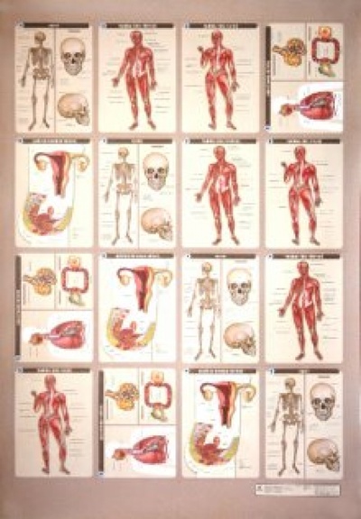 Книга: Раздаточные материалы к комплекту таблиц по анатомии (Таценко Л. Ю., Морзунова И. Б.) ; Просвещение/Дрофа, 2009 