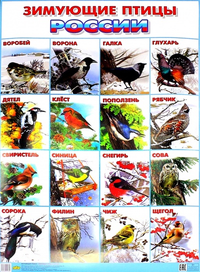 Книга: Плакат "Зимующие птицы России" (550х770); Литур, 2016 