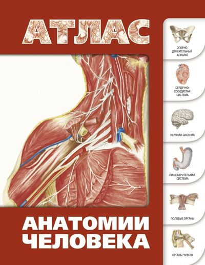 Книга: Атлас анатомии человека (Левкин Сергей Сергеевич) ; АСТ, 2017 