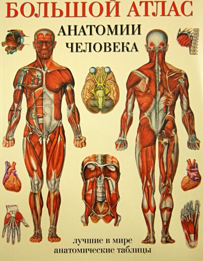 Книга: Большой атлас анатомии человека (Англ, Махиянова) ; АСТ, 2021 