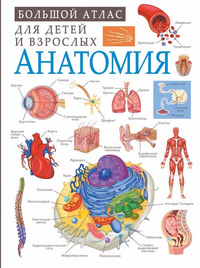 Книга: Анатомия (Спектор Анна Артуровна) ; Аванта, 2021 