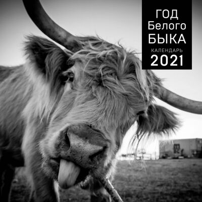 Год белого быка. Календарь настенный на 2021 год (300x300 мм) ХлебСоль 